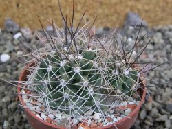 Echinocereus triglochidiatus Santa Fe, pot 6,5 cm - 12402684