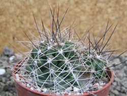 Echinocereus triglochidiatus Santa Fe, pot 6,5 cm