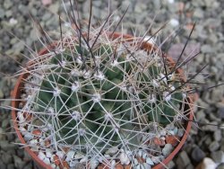 Echinocereus triglochidiatus Santa Fe, pot 6,5 cm - 12402686