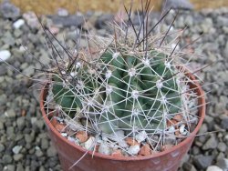 Echinocereus triglochidiatus Santa Fe, pot 6,5 cm - 12402687
