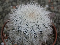 Echinocereus reichenbachii albispinus x bayleyi pot 6,5 cm - 12402689