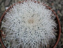 Echinocereus reichenbachii albispinus x bayleyi pot 6,5 cm - 12402690