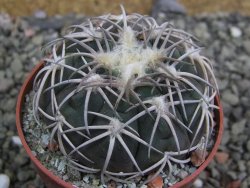Gymnocalycium spegazzinii punillaense Tom 06-81/1 El Obelisco, pot 6,5 cm