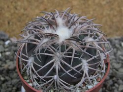 Gymnocalycium spegazzinii punillaense Tom 06-81/1 El Obelisco, pot 6,5 cm - 12402701