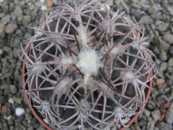 Gymnocalycium spegazzinii punillaense Tom 06-81/1 El Obelisco, pot 6,5 cm - 12402702