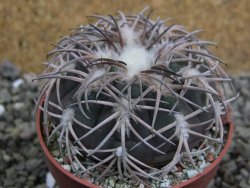 Gymnocalycium spegazzinii punillaense Tom 06-81/1 El Obelisco, pot 6,5 cm