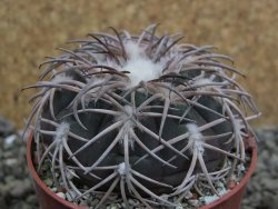 Gymnocalycium spegazzinii punillaense Tom 06-81/1 El Obelisco, pot 6,5 cm - 12402704