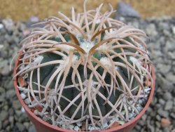 Gymnocalycium spegazzinii punillaense Tom 06-81/1 El Obelisco, pot 6,5 cm