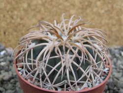 Gymnocalycium spegazzinii punillaense Tom 06-81/1 El Obelisco, pot 6,5 cm - 12402706
