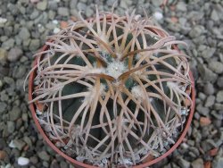Gymnocalycium spegazzinii punillaense Tom 06-81/1 El Obelisco, pot 6,5 cm - 12402707