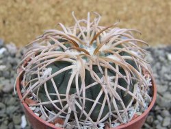 Gymnocalycium spegazzinii punillaense Tom 06-81/1 El Obelisco, pot 6,5 cm - 12402708