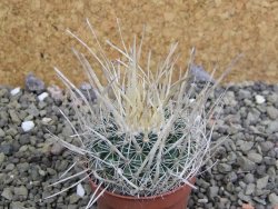 Echinofossulocactus erectocentrus SB 286 Dr. Arroyo pot 5,5 cm - 12402718