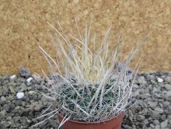Echinofossulocactus erectocentrus SB 286 Dr. Arroyo pot 5,5 cm
