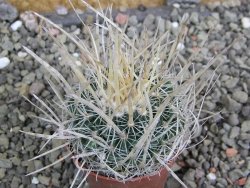 Echinofossulocactus erectocentrus SB 286 Dr. Arroyo pot 5,5 cm - 12402720