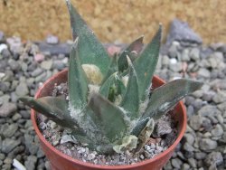 Ariocarpus trigonus elongatus San Antonio 5,5 cm