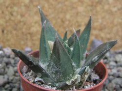 Ariocarpus trigonus elongatus San Antonio 5,5 cm - 12402725