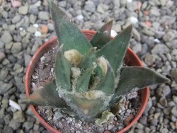 Ariocarpus trigonus elongatus San Antonio 5,5 cm - 12402726
