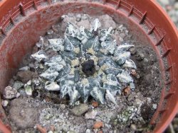 Ariocarpus kotschoubeyanus albiflorus Tula pot 5,5 cm