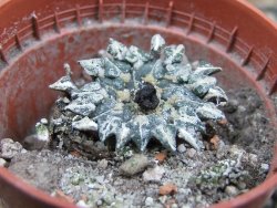 Ariocarpus kotschoubeyanus albiflorus Tula pot 5,5 cm - 12402728