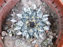 Ariocarpus kotschoubeyanus albiflorus Tula pot 5,5 cm - 12402729