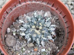 Ariocarpus kotschoubeyanus albiflorus Tula pot 5,5 cm - 12402730