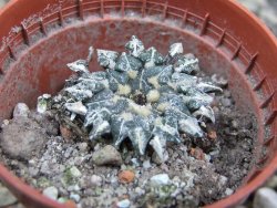 Ariocarpus kotschoubeyanus albiflorus Tula pot 5,5 cm - 12402731