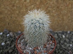 Echinocereus dasyacanthus Brewster pot 6,5 cm