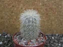 Echinocereus dasyacanthus Brewster pot 6,5 cm - 12402765
