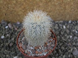 Echinocereus dasyacanthus Brewster pot 6,5 cm - 12402766