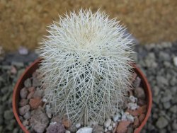 Echinocereus dasyacanthus Brewster pot 6,5 cm - 12402775