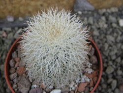 Echinocereus dasyacanthus Brewster pot 6,5 cm - 12402776