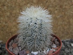 Echinocereus dasyacanthus Brewster pot 6,5 cm - 12402777
