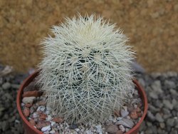 Echinocereus dasyacanthus Brewster pot 6,5 cm