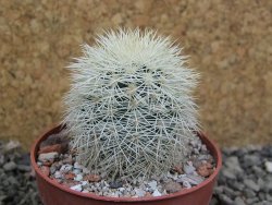 Echinocereus dasyacanthus Brewster pot 6,5 cm - 12402779