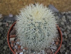 Echinocereus dasyacanthus Brewster pot 6,5 cm - 12402780