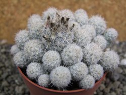 Escobaria sneedii SB 730 Eddy Co, NM. CITES IA pot 6,5 cm, seedling