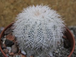 Echinocereus reichenbachii albispinus x bayleyi pot 6,5 cm