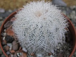 Echinocereus reichenbachii albispinus x bayleyi pot 6,5 cm - 12402787