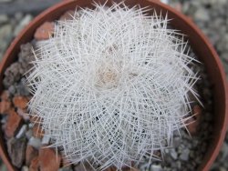 Echinocereus reichenbachii albispinus x bayleyi pot 6,5 cm - 12402788