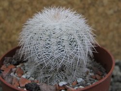 Echinocereus reichenbachii albispinus x bayleyi pot 6,5 cm - 12402789