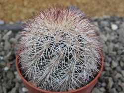Echinocereus dasyacanthus výběr z květů, pot 5,5 cm