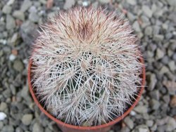 Echinocereus dasyacanthus výběr z květů, pot 5,5 cm - 12402801