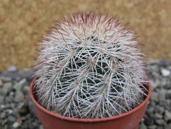 Echinocereus dasyacanthus výběr z květů, pot 5,5 cm - 12402802