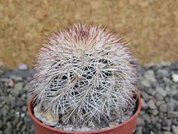Echinocereus dasyacanthus výběr z květů, pot 5,5 cm - 12402803