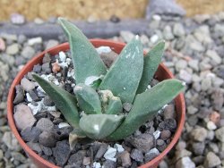 Ariocarpus retusus scapharostroides El Sabinito pot 5,5 cm