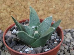 Ariocarpus retusus scapharostroides El Sabinito pot 5,5 cm - 12402817