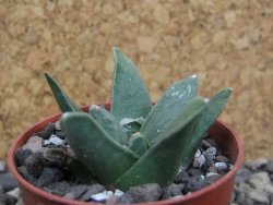 Ariocarpus retusus scapharostroides El Sabinito pot 5,5 cm - 12402818