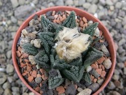 Ariocarpus fissuratus hintonii Matehuala pot 5,5 cm Cites IA - 12402819