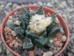 Ariocarpus fissuratus hintonii Matehuala pot 5,5 cm Cites IA - 12402820