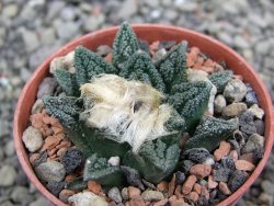 Ariocarpus fissuratus hintonii Matehuala pot 5,5 cm Cites IA - 12402821